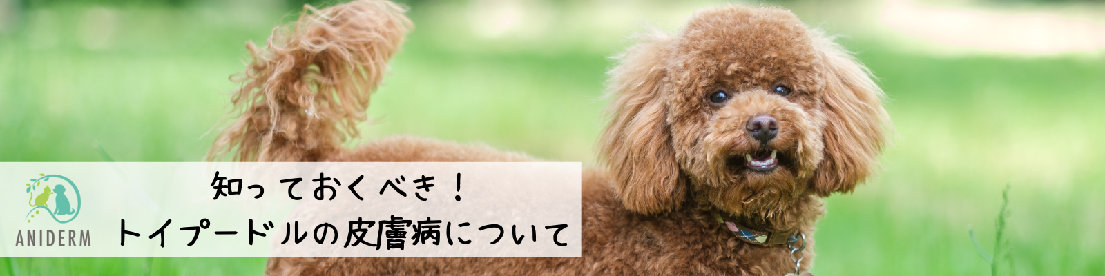 知っておくべき！トイプードルの皮膚病について