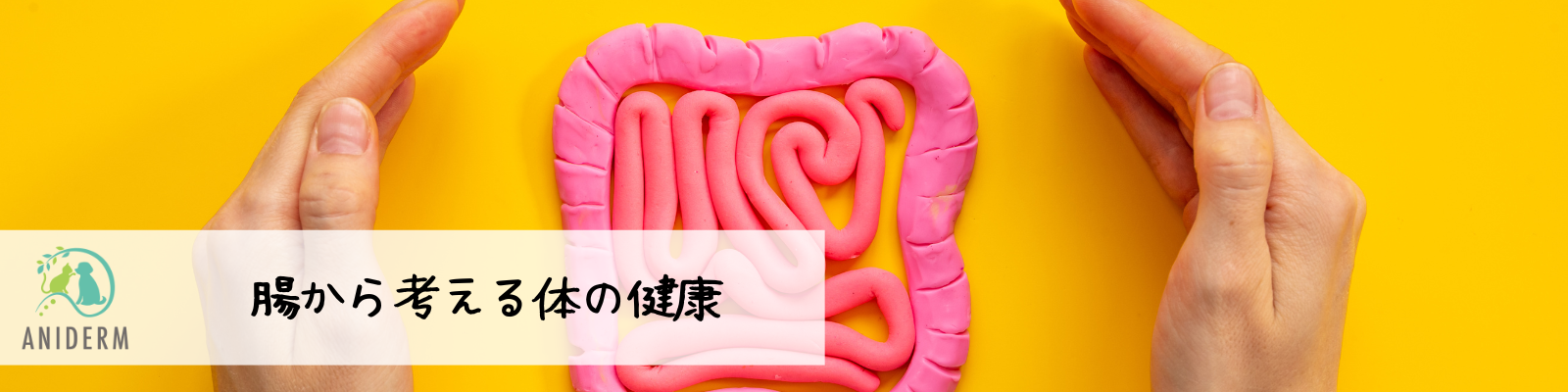 腸から考える体の健康