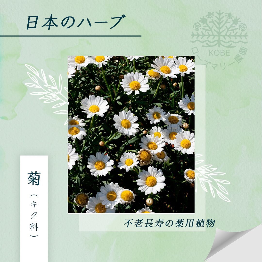 「菊」についてご紹介します