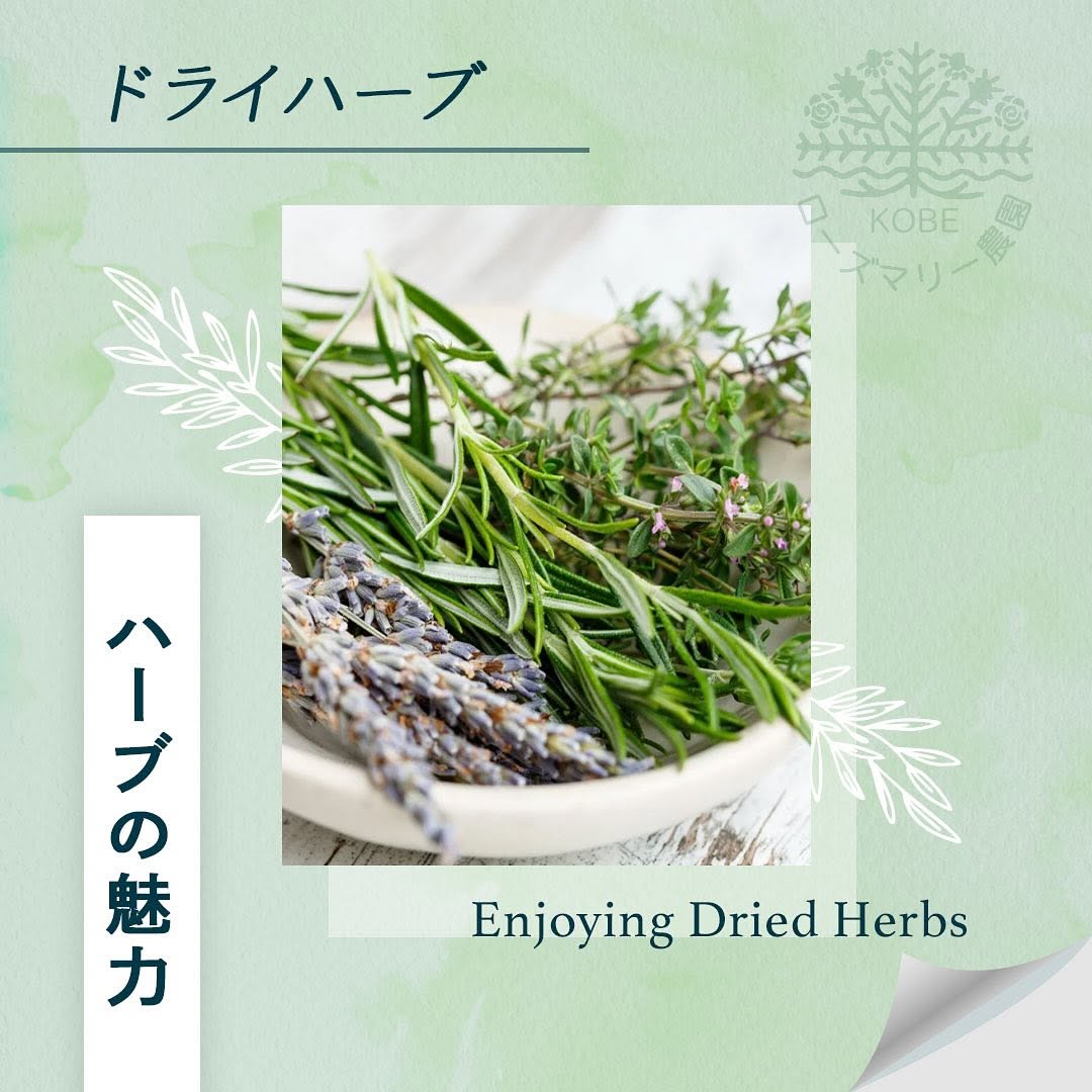 ハーブの魅力についてご紹介します