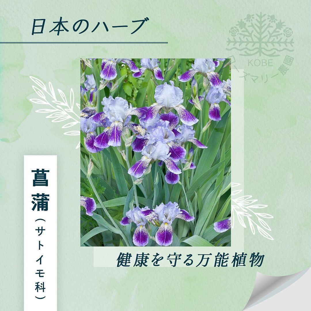 「菖蒲」についてご紹介します