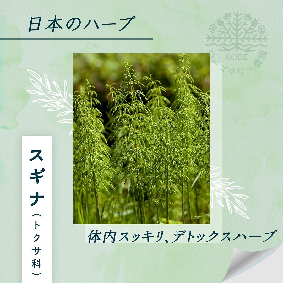「スギナ」についてご紹介します