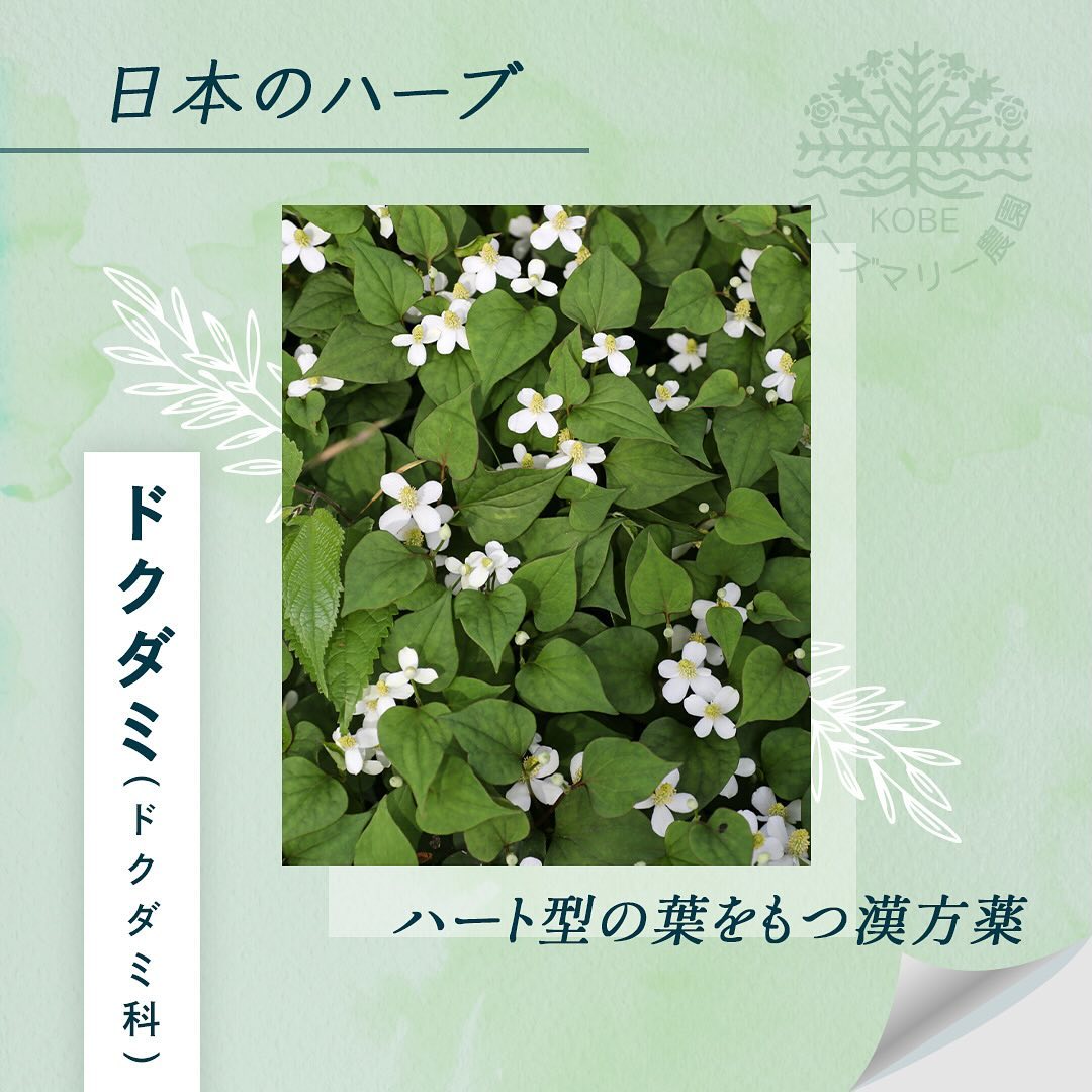 「ドクダミ」についてご紹介します