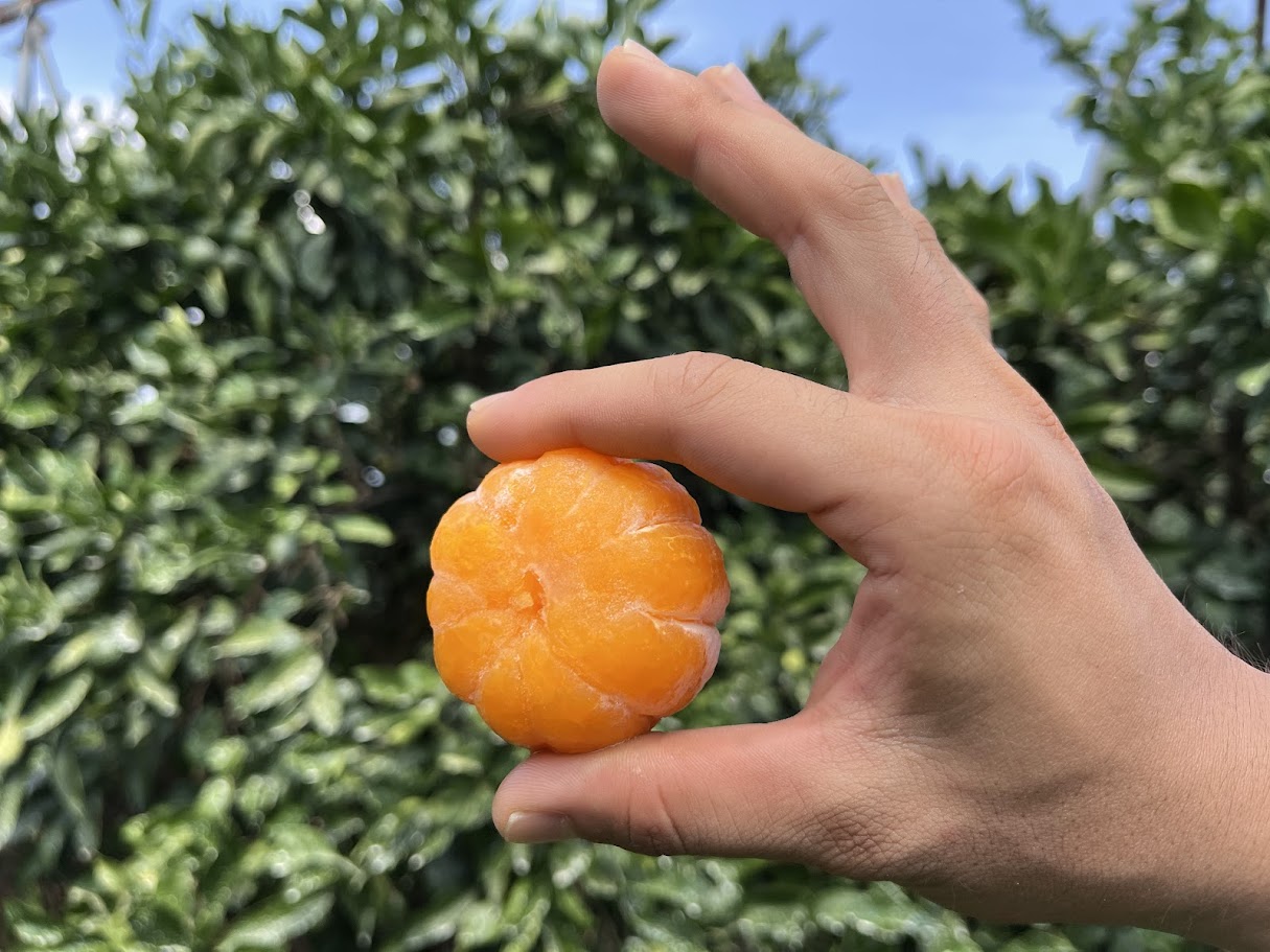 今年の夏は冷凍みかんで乗り切る！