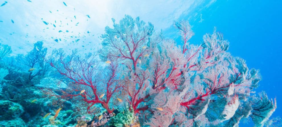 宝石珊瑚の魅力とは？本物の選び方と長く愛用するための知識