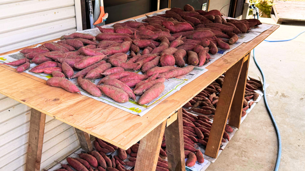 追熟で甘み倍増！さつまいもが最高においしくなる温度と期間