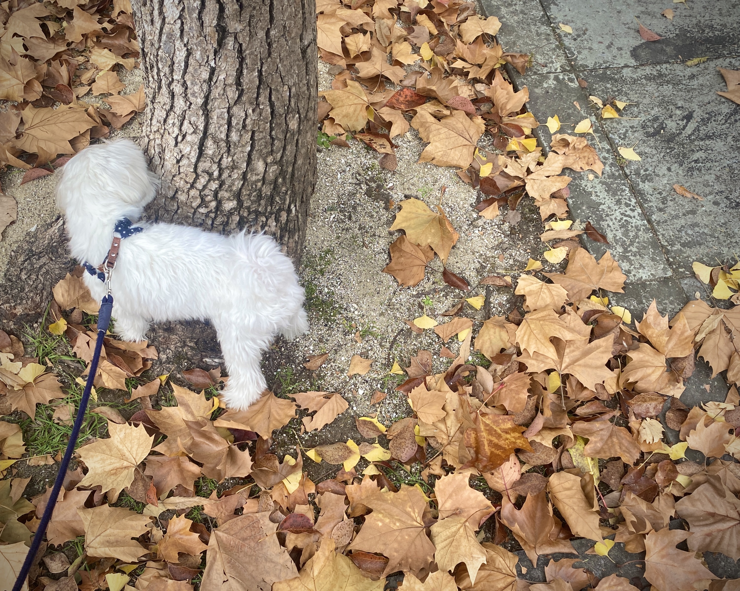 歩くことで暮らしは整う