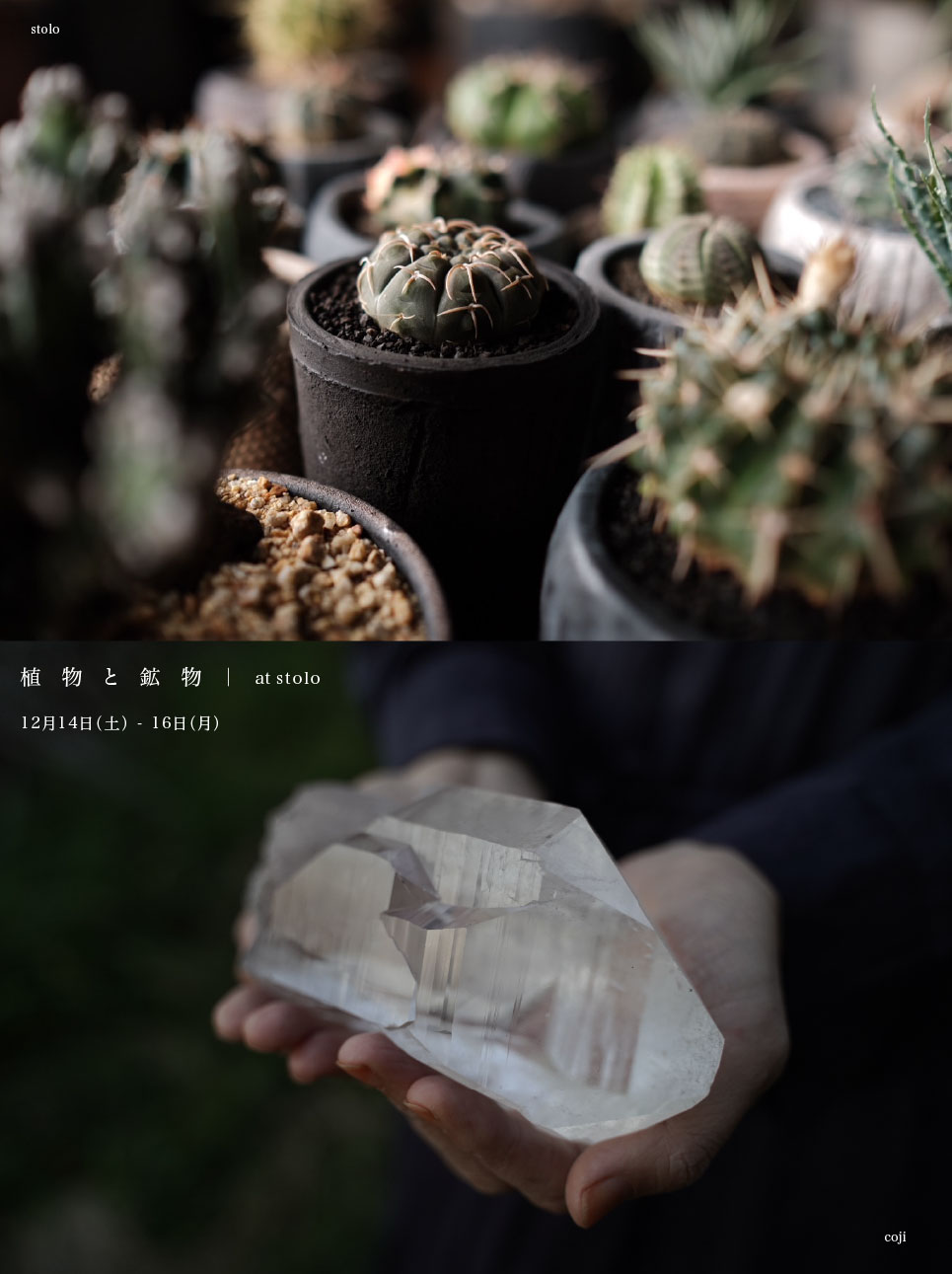 植物と鉱物　at stolo