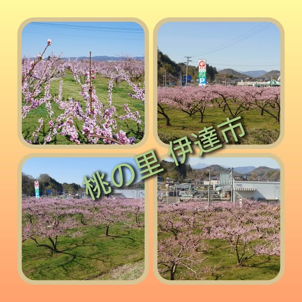 福島県伊達市は今 桃の花で 満開です