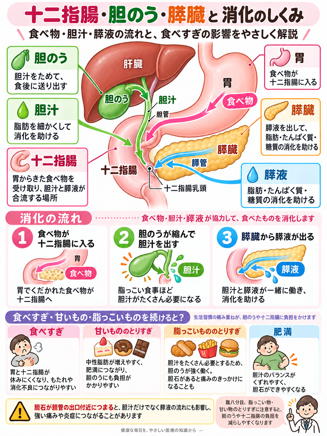 消化にかかわる十二指腸と胆のうの関係