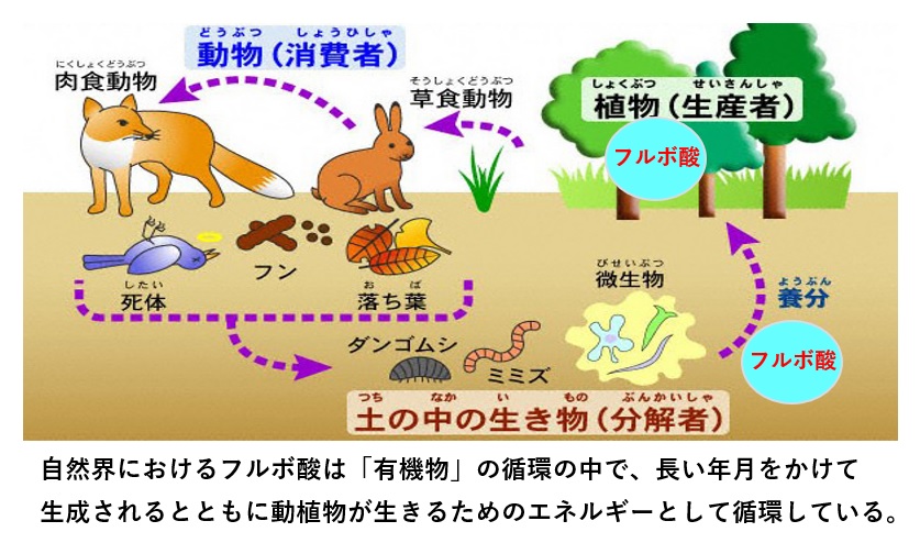 「髪が細くなってきた…」そんなあなたに、自然の力を届けます。 自然の力で育毛サポート