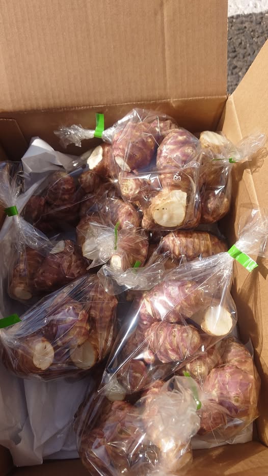 🎁 先着10名様限定プレゼント 無農薬で大切に育てられた 自然栽培の「菊芋」をプレゼント中✨