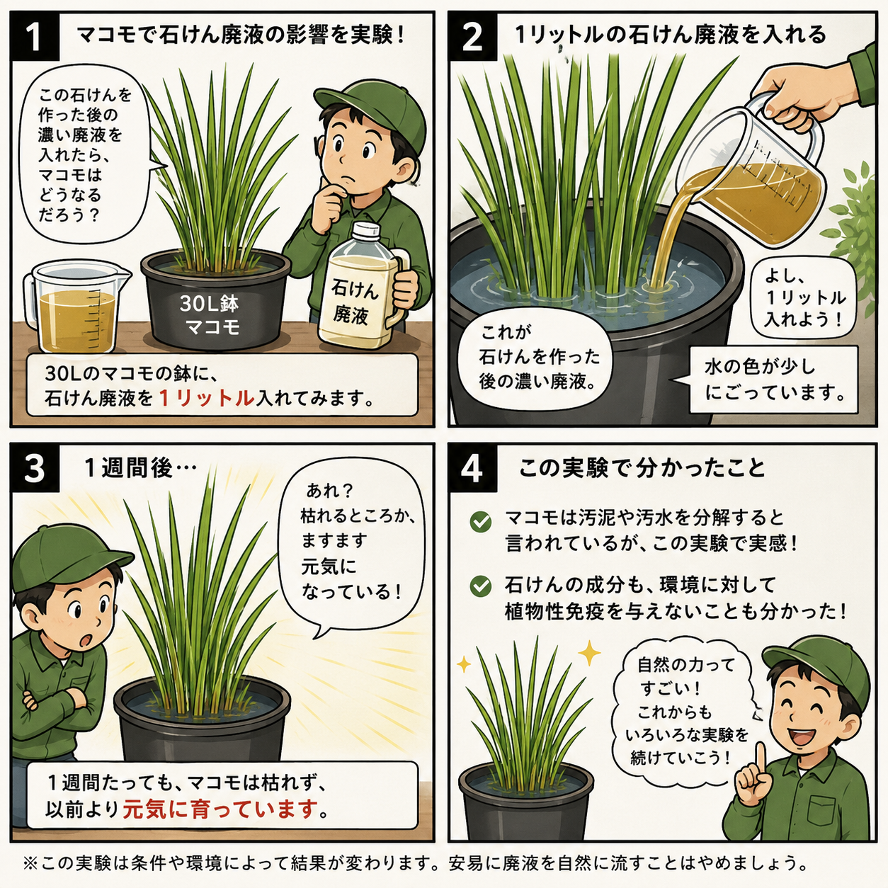 マコモは濃い石けん廃液でも育つのか？実験してみました