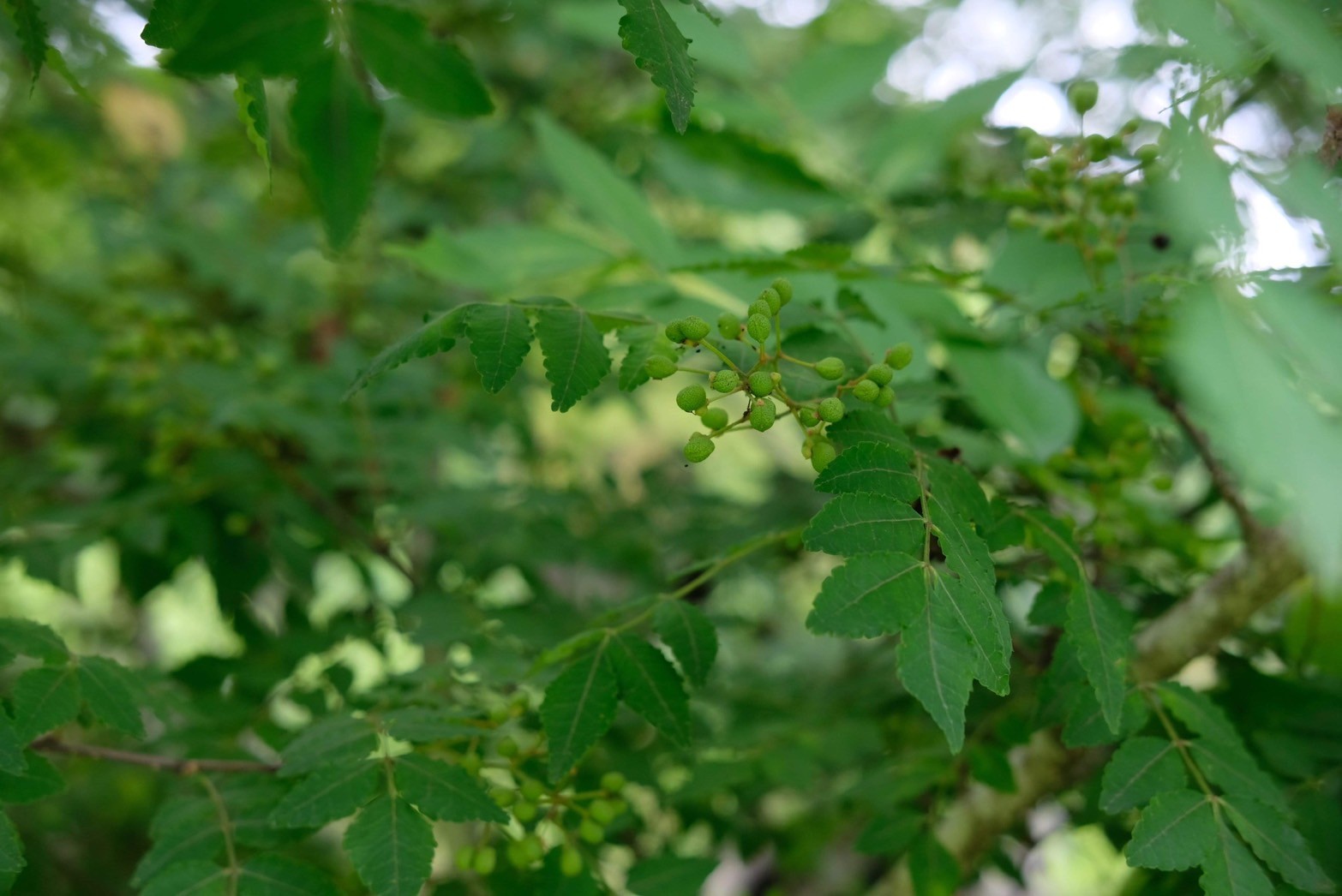 【BEER紹介】山椒PALE ALE