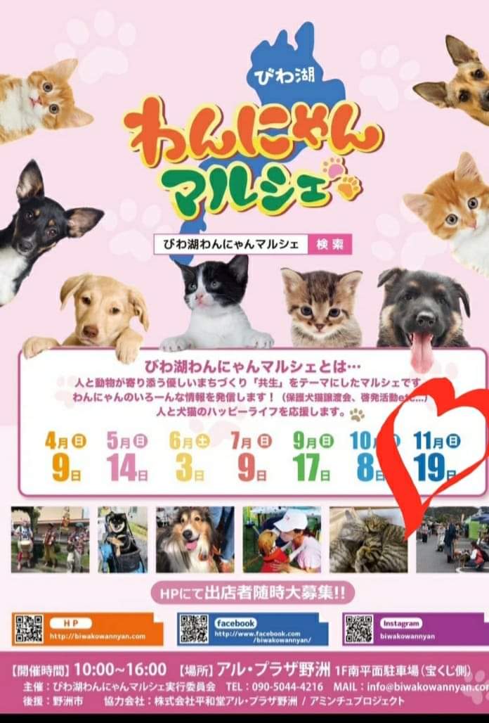 11月19日(日)・23日(祝)・26日(日)出店情報✨