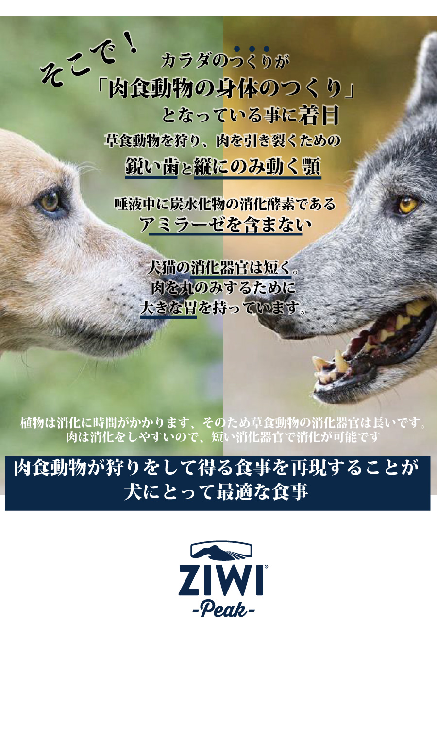 ZIWIⓇ製品の取り扱いを開始しました✨