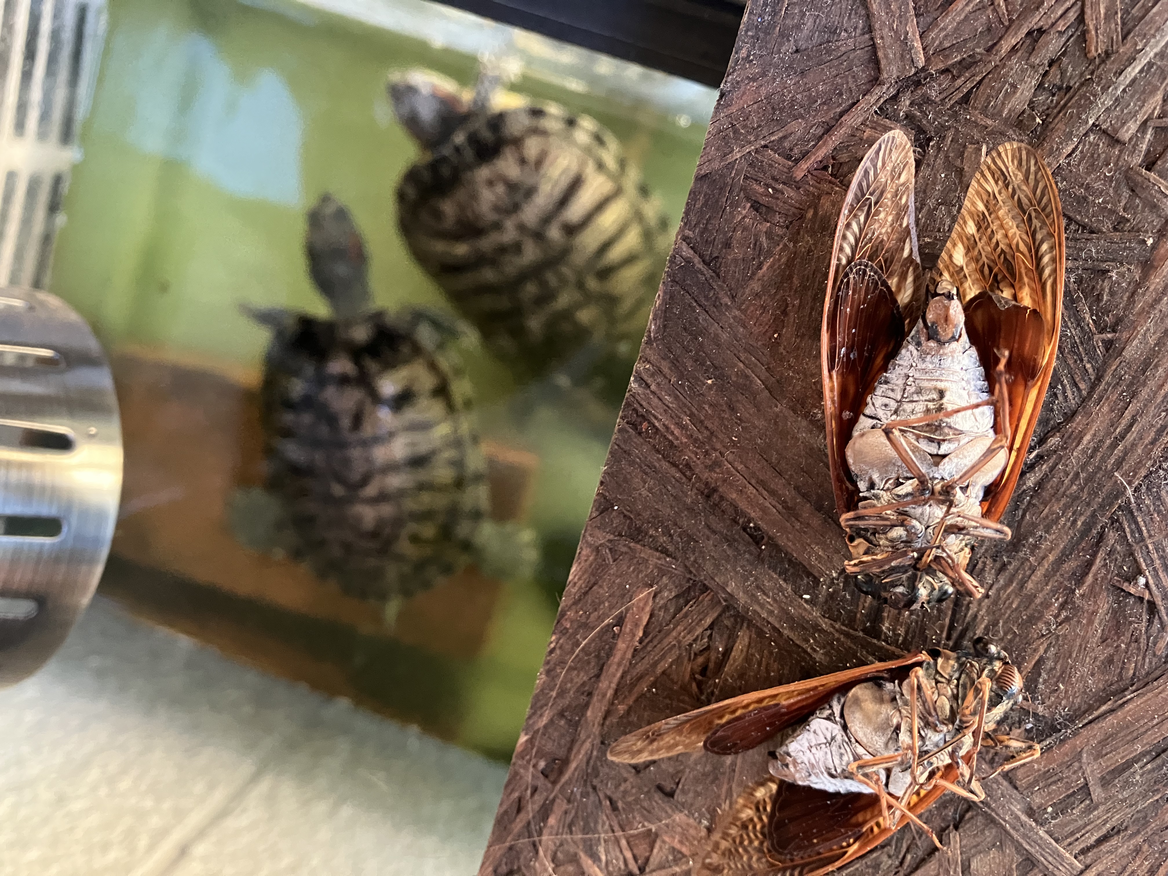 蝉君、命をありがとう。