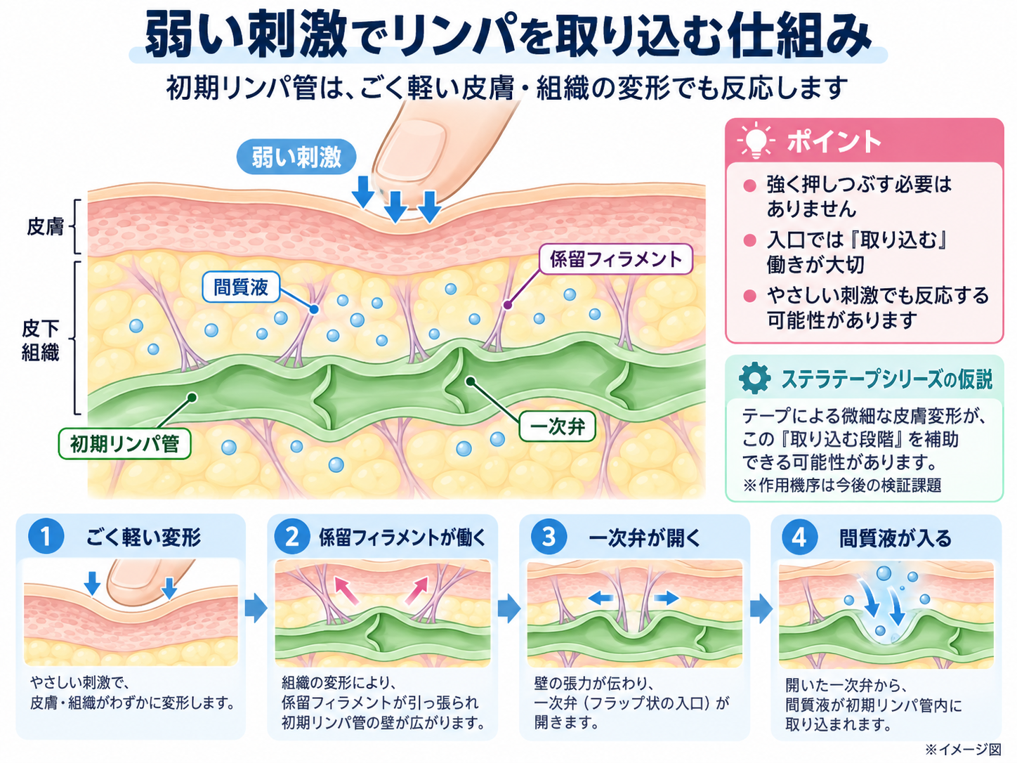 「弱い刺激」と「強い刺激」が必要な理由