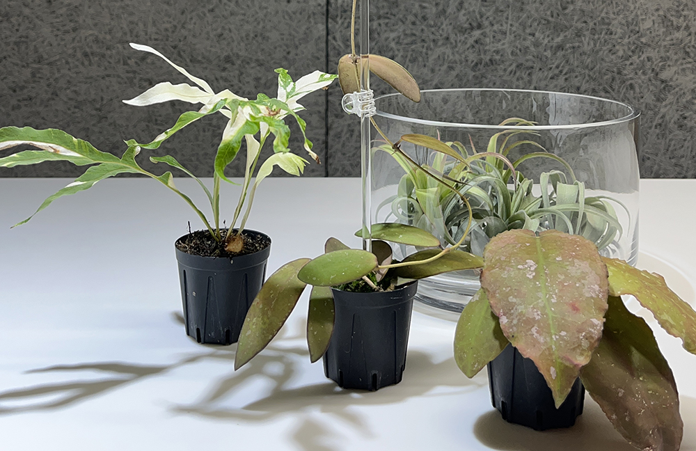 -indoor greens-　植物を販売いたします