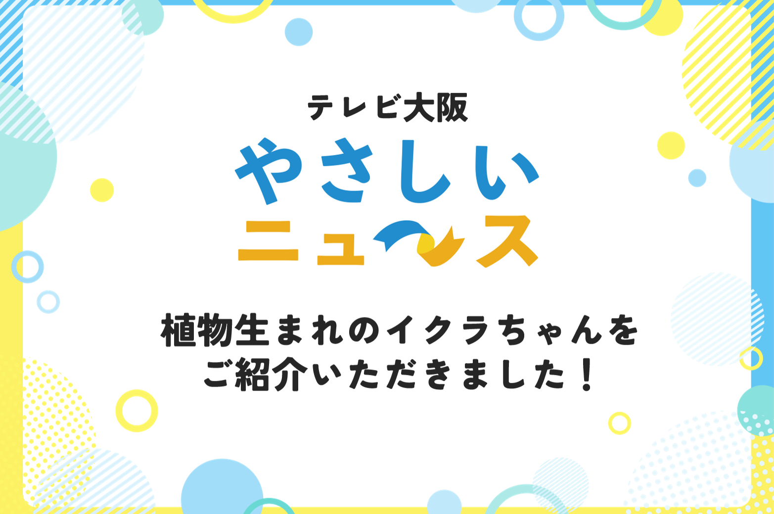 2026.07.22 テレビ大阪「やさしいニュース」でイクラちゃんをご紹介いただきました！