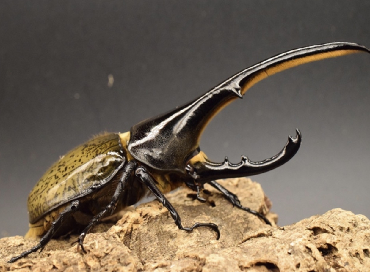 ヘラクレスオオカブト〔愛称ヘラヘラ〕のご紹介｜世界最大のカブトムシ