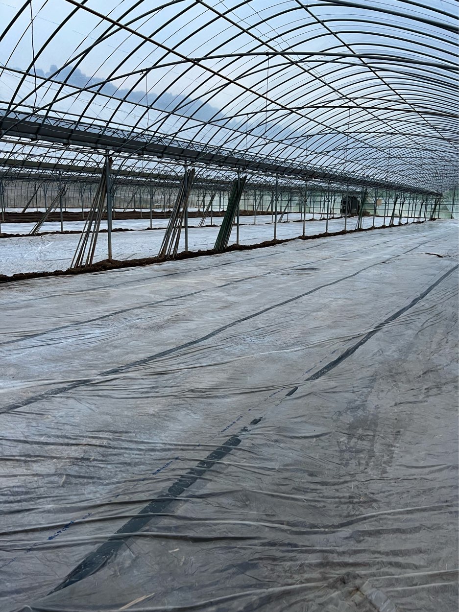 土壌消毒をやめた理由と、その後の変化