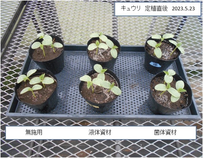 センチュウに効くのか？