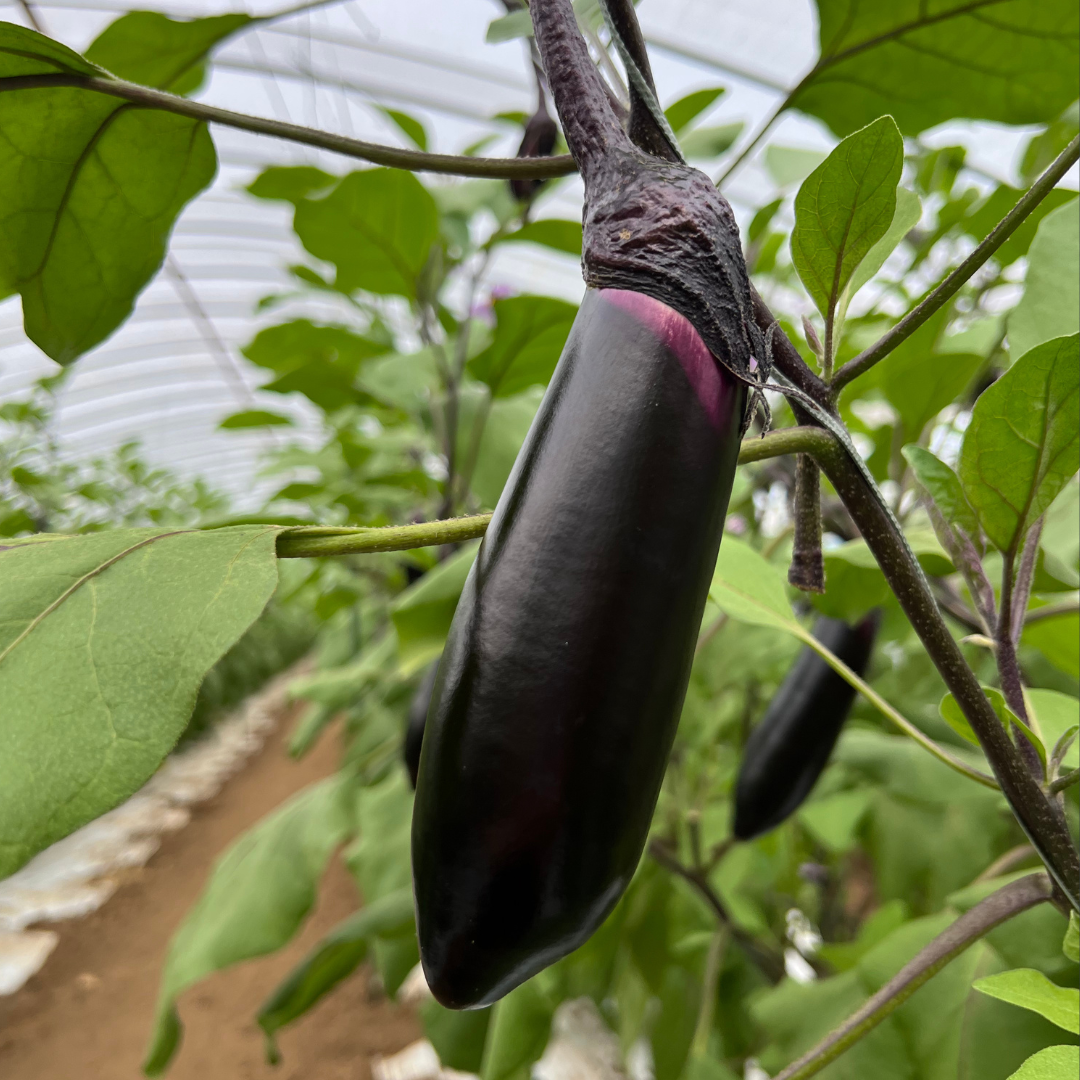 コスト削減で菌の液やめてみた