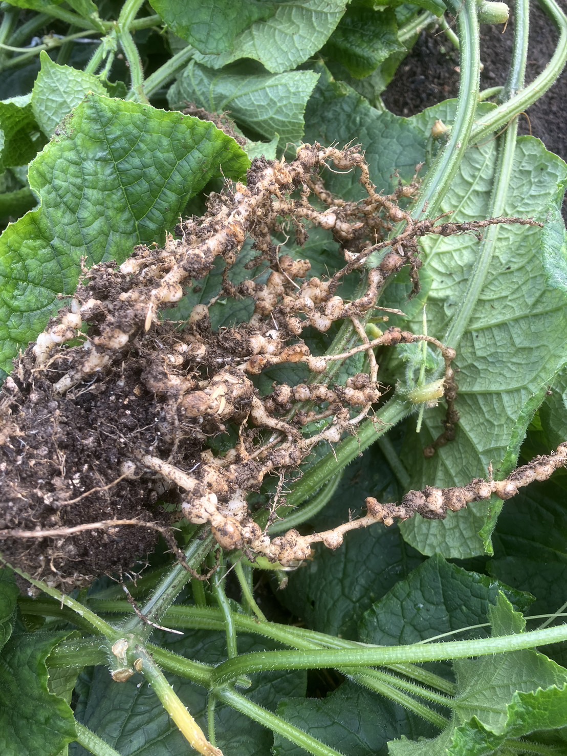 ネコブセンチュウ被害からの回復事例