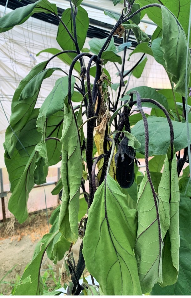 青枯病に対抗してみた