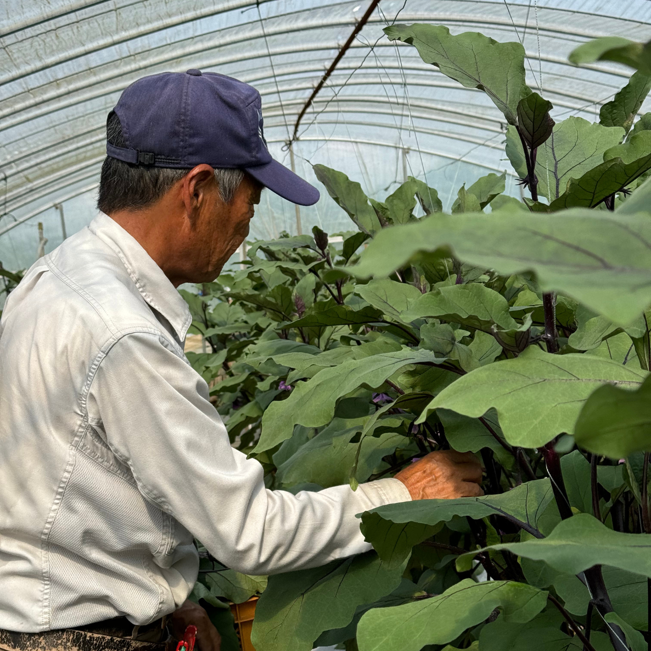 菌の液を3年間使い続けた結果