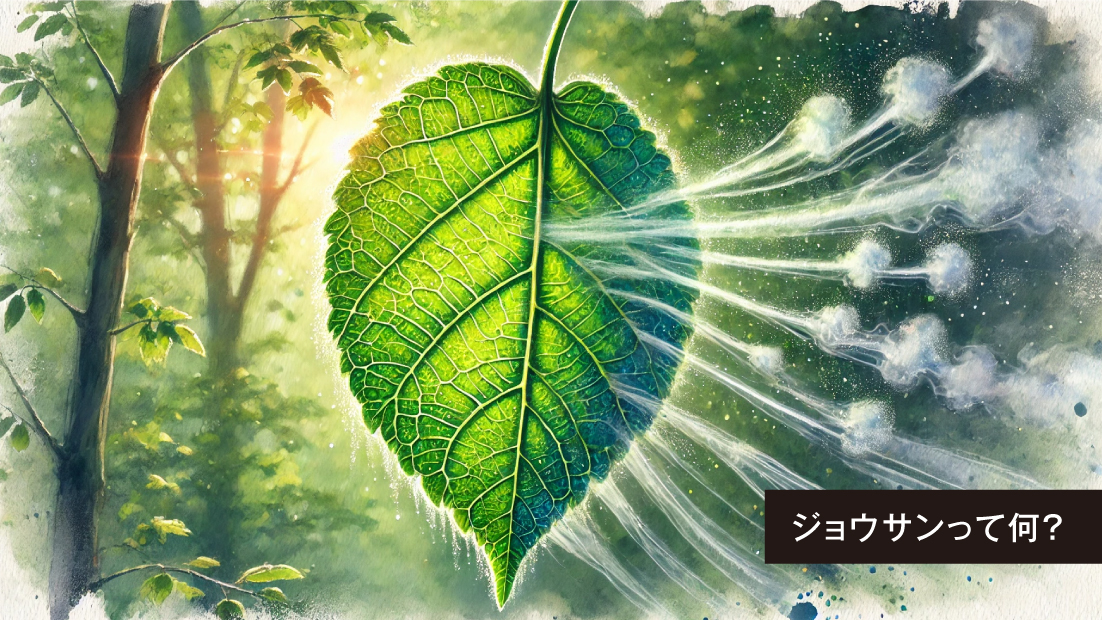 わかりやすく解説！植物の「蒸散」の仕組み
