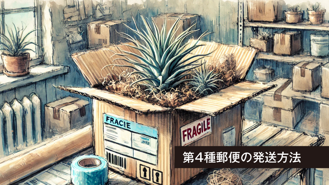 植物の「第4種郵便」って何？送料を抑えてエアプランツを楽しもう！
