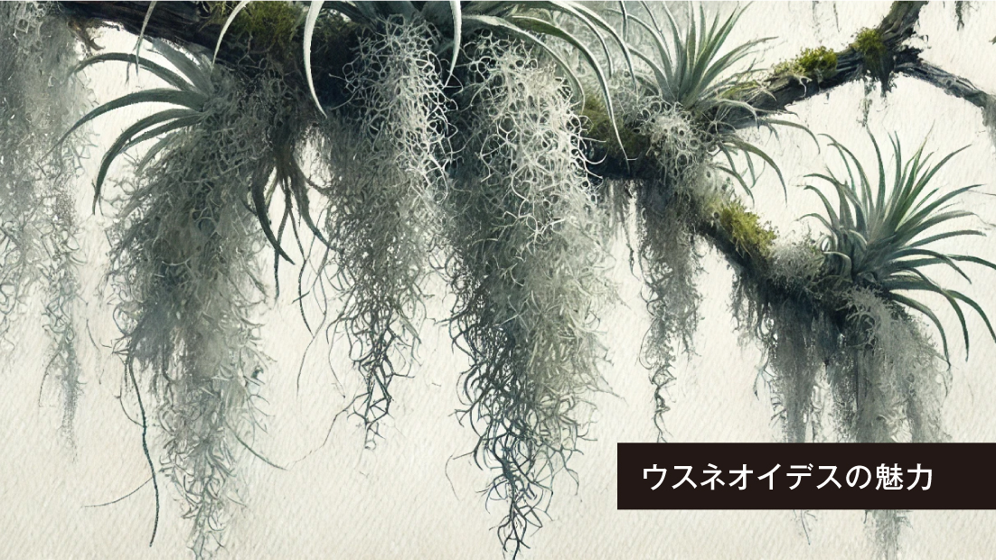 【ウスネオイデス】を育ててみませんか?
