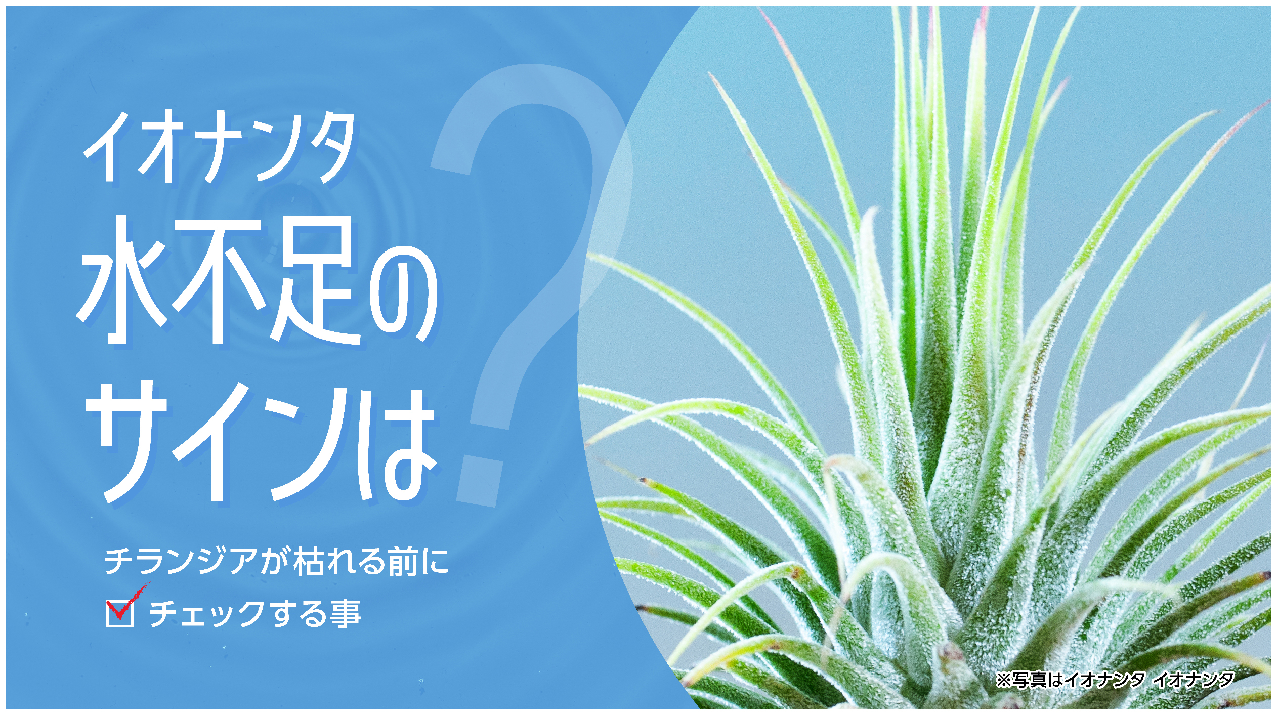 イオナンタ水不足のサインは?チランジアが枯れる前にチェックする事