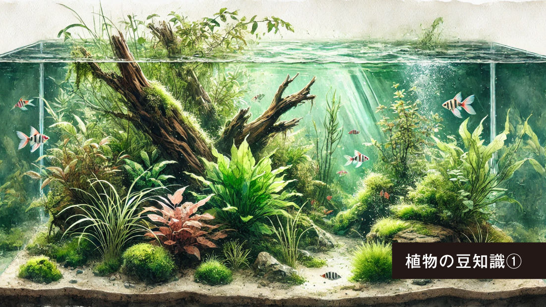 初心者必見！植物の「水上葉」と「水中葉」って何が違うの？