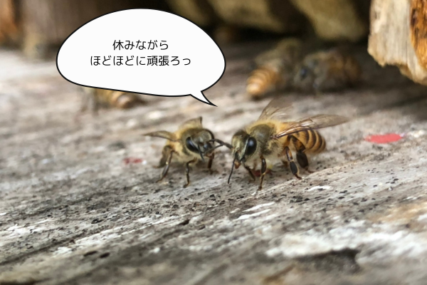 ＼ 夏、きたかも？ミツバチたちも夏支度中 ／