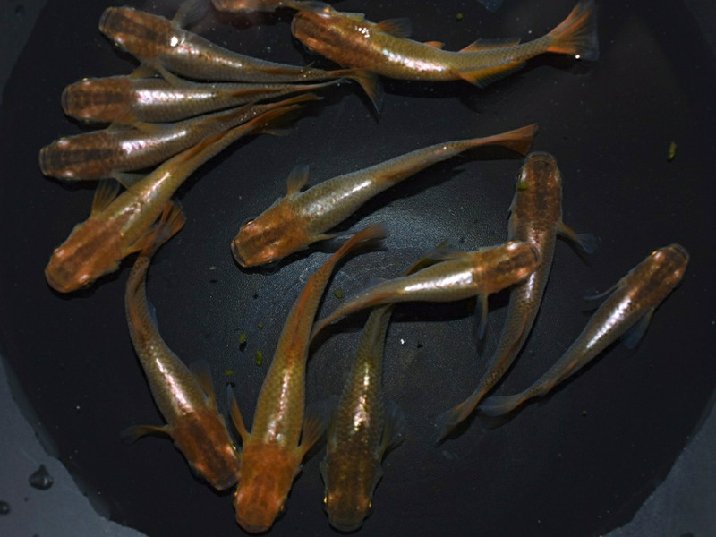 メダカ人気品種ランキング「TOP 10」あなたの好みのメダカはいますか？