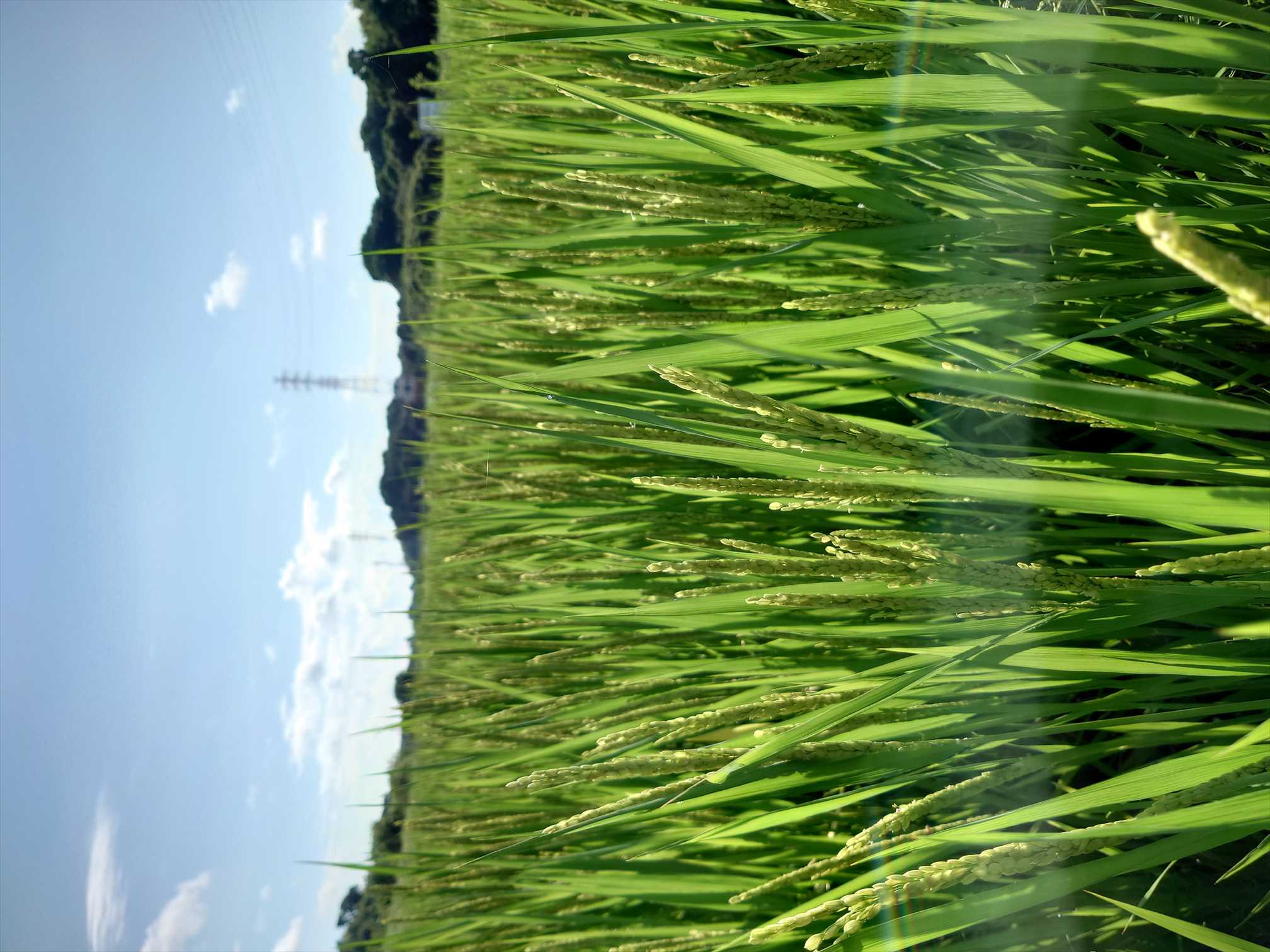 湘南の米粉を作ろう