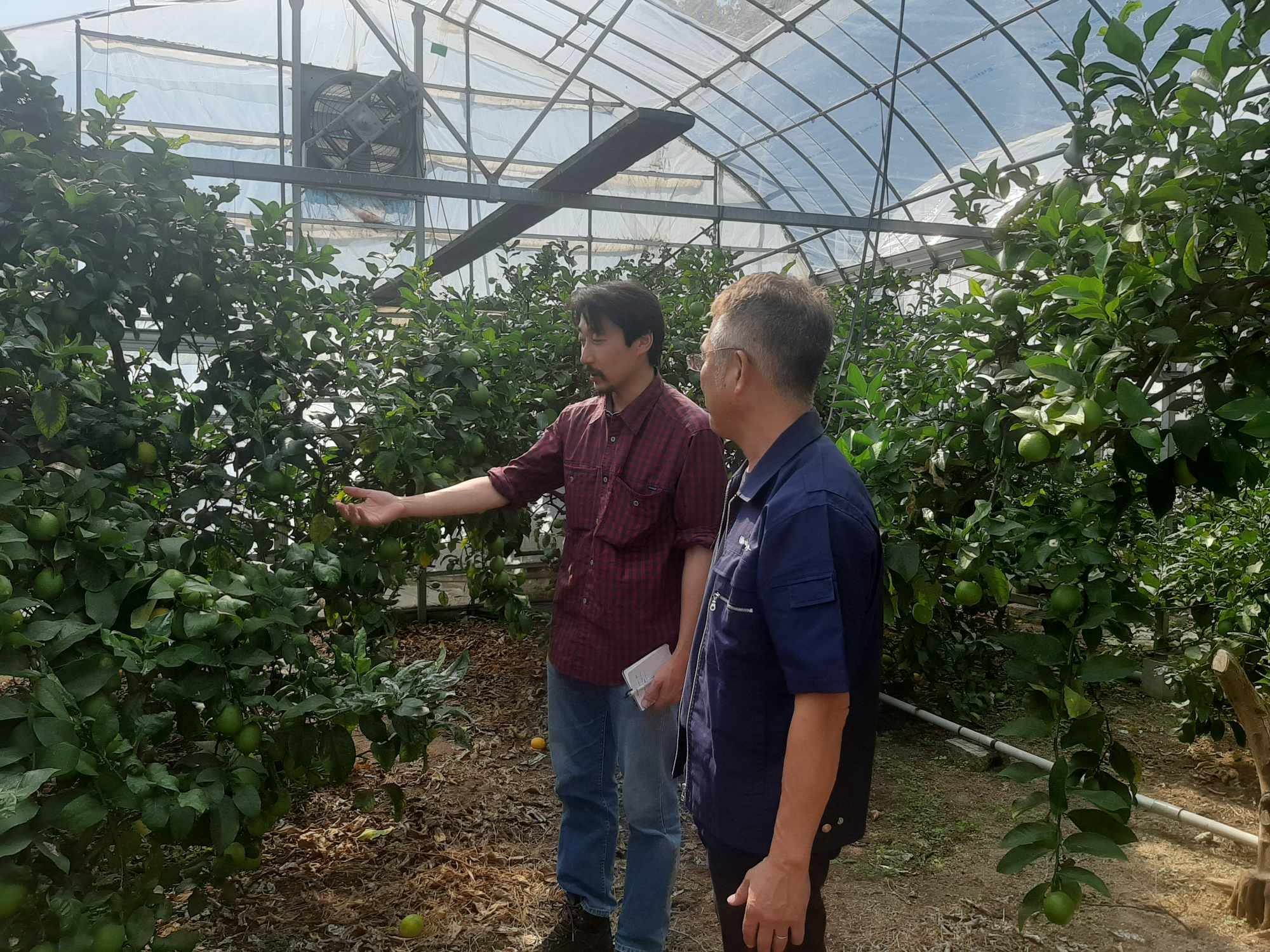 本気で国産レモンを作る! 視察その一 愛媛県岩城島のいわぎ物産センター