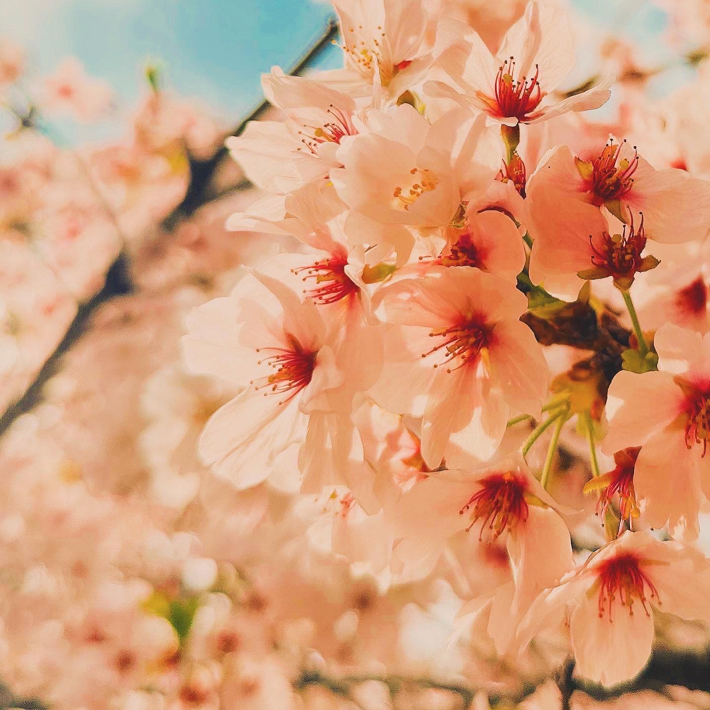 儚さの宝物