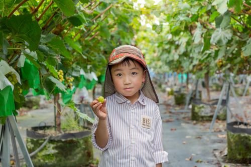 子どもの「やってみたい！」が輝く瞬間。アッシーリス「ぶどうフェスタ！2025」で特別な夏の思い出を。