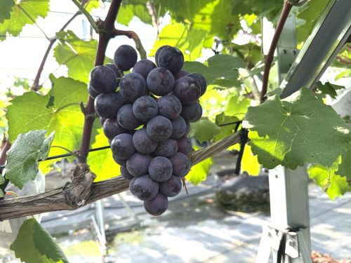【ご予約受付中】袋の中から現れる紫の宝石。アッシーリスのナガノパープル、まもなく収穫です。