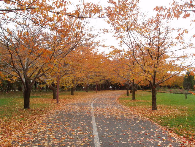 【外構におすすめの植栽6選】