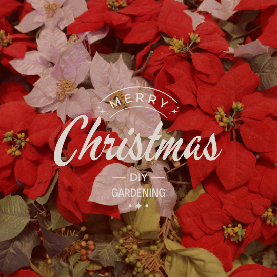 クリスマスシーズンを彩るガーデン作り！おすすめ植物4選🎄