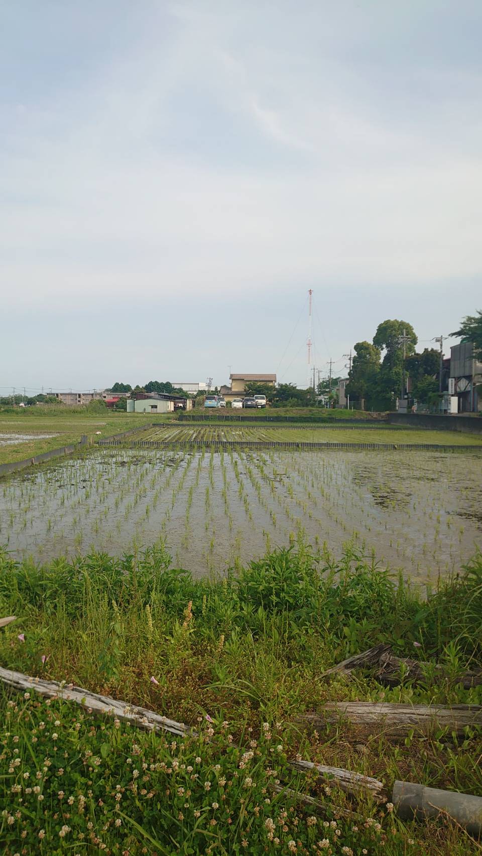 「めだか米」の田植えが終わりつつあります