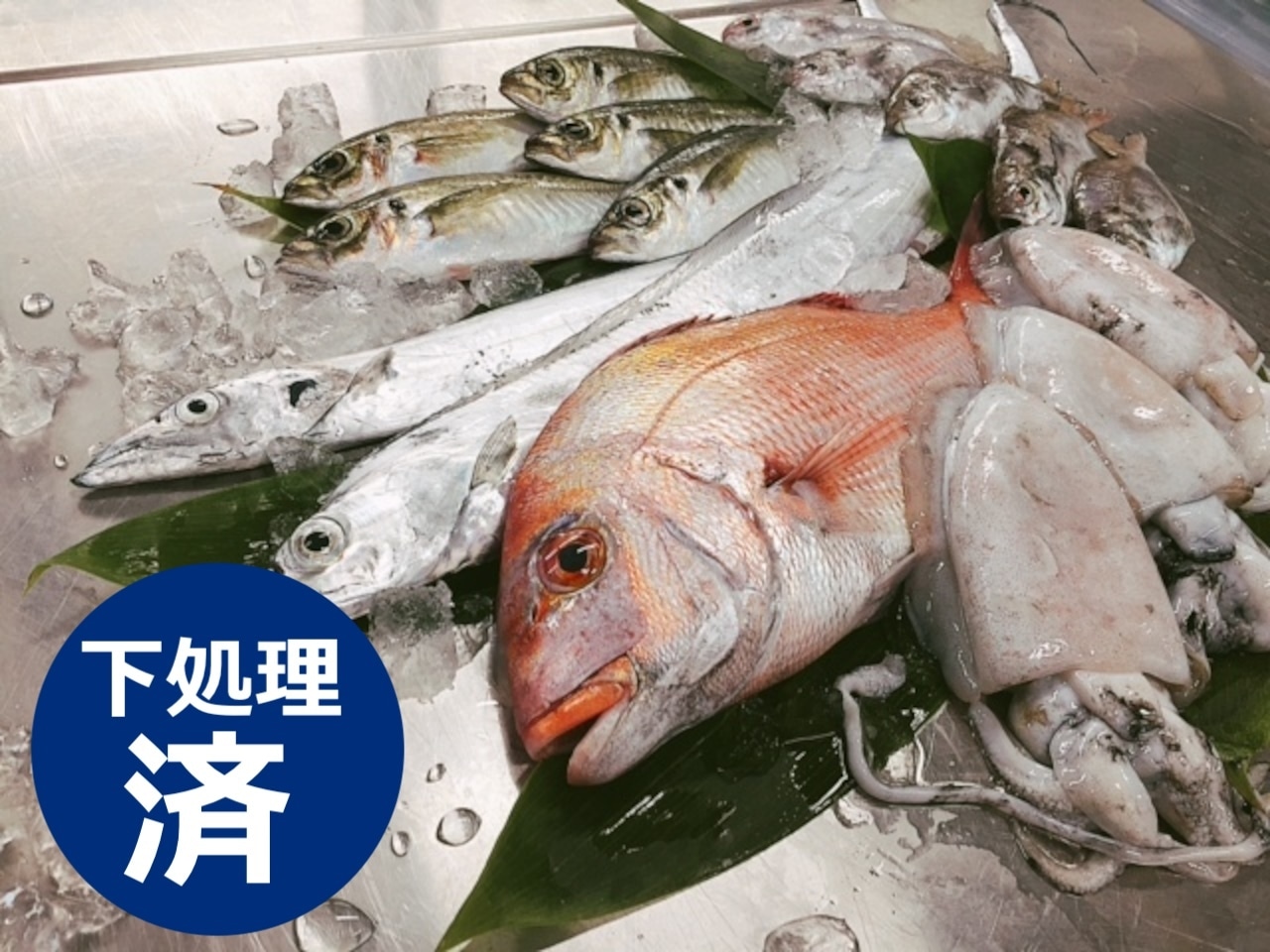 【9月1日より新発売！】 八幡浜漁港直送「おまかせ天然魚BOX」（下処理済）