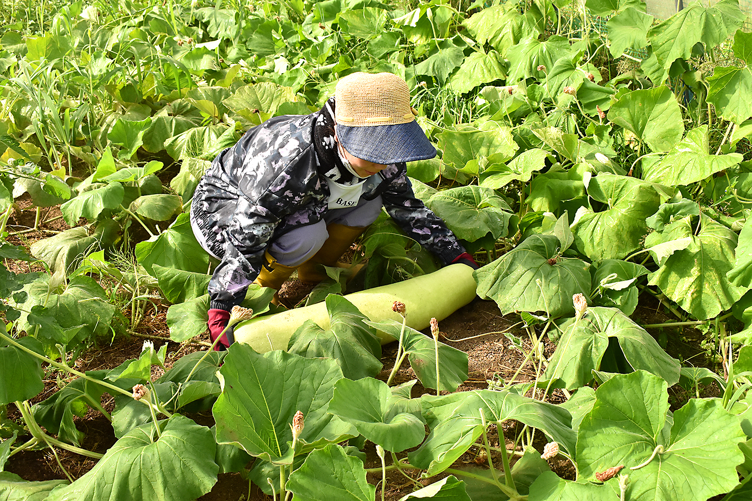 北海道産「ゆうがお」のご紹介