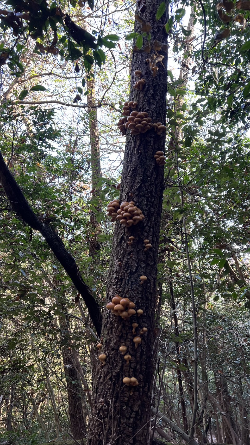 天然キノコの季節