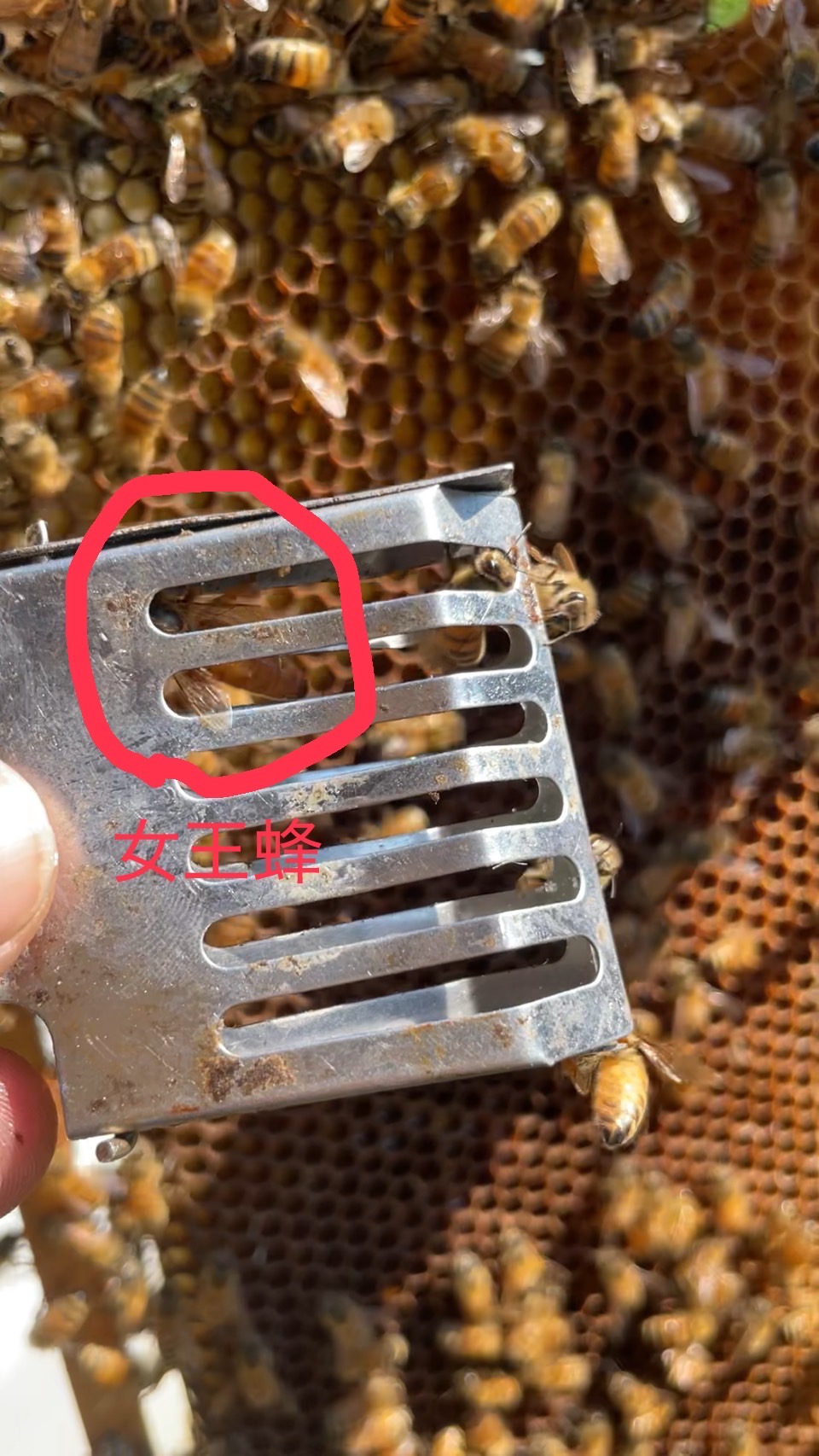 女王蜂がいない群れに